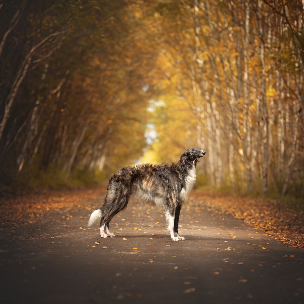 Photograph by Александра Шеламова