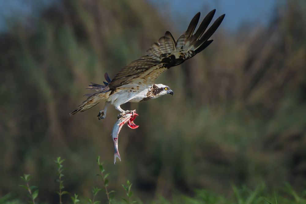 Фотография автора Diganta Roy