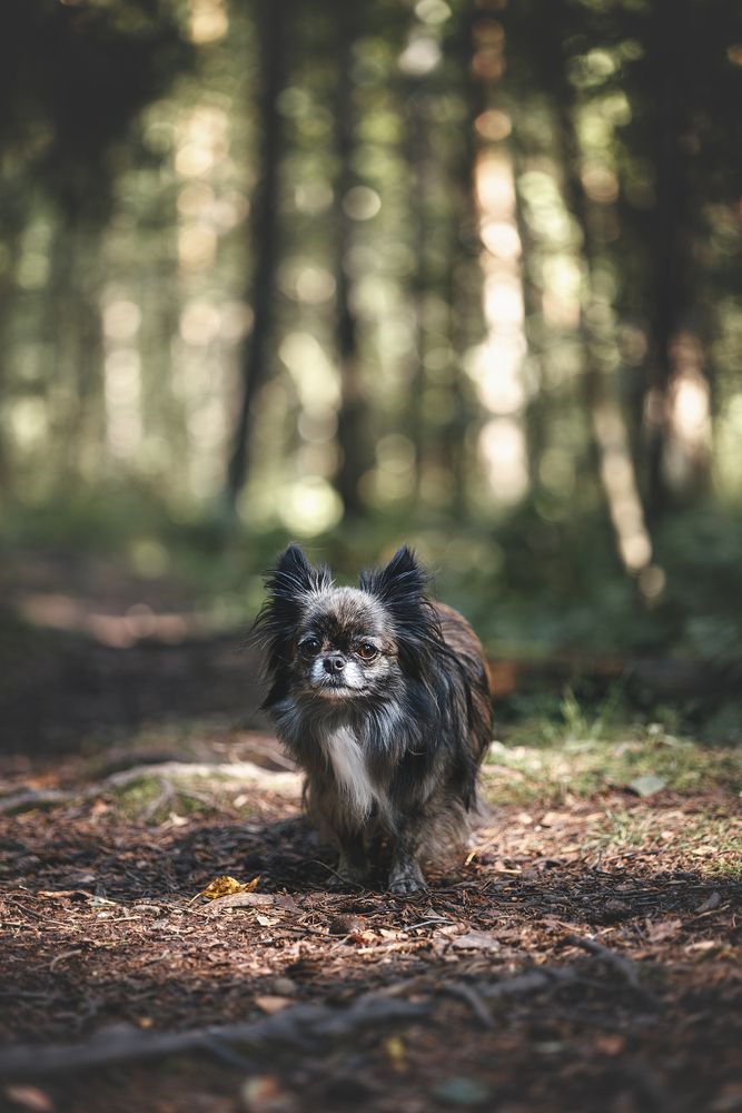 Фотография автора Алина Долгова