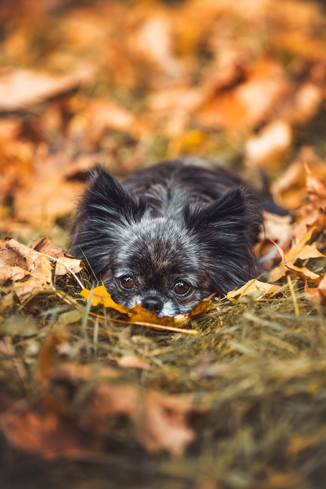 Фотография автора Алина Долгова