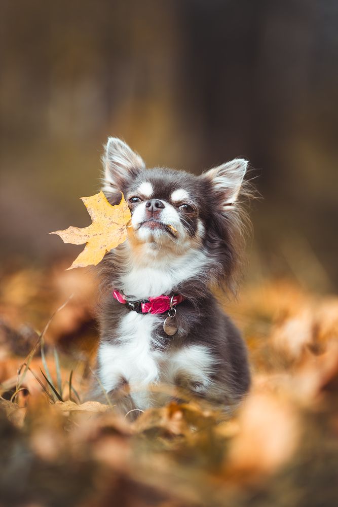 Фотография автора Алина Долгова