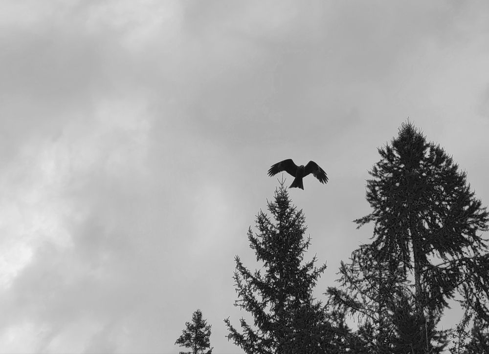 Photograph by Алёна Гильмуллина