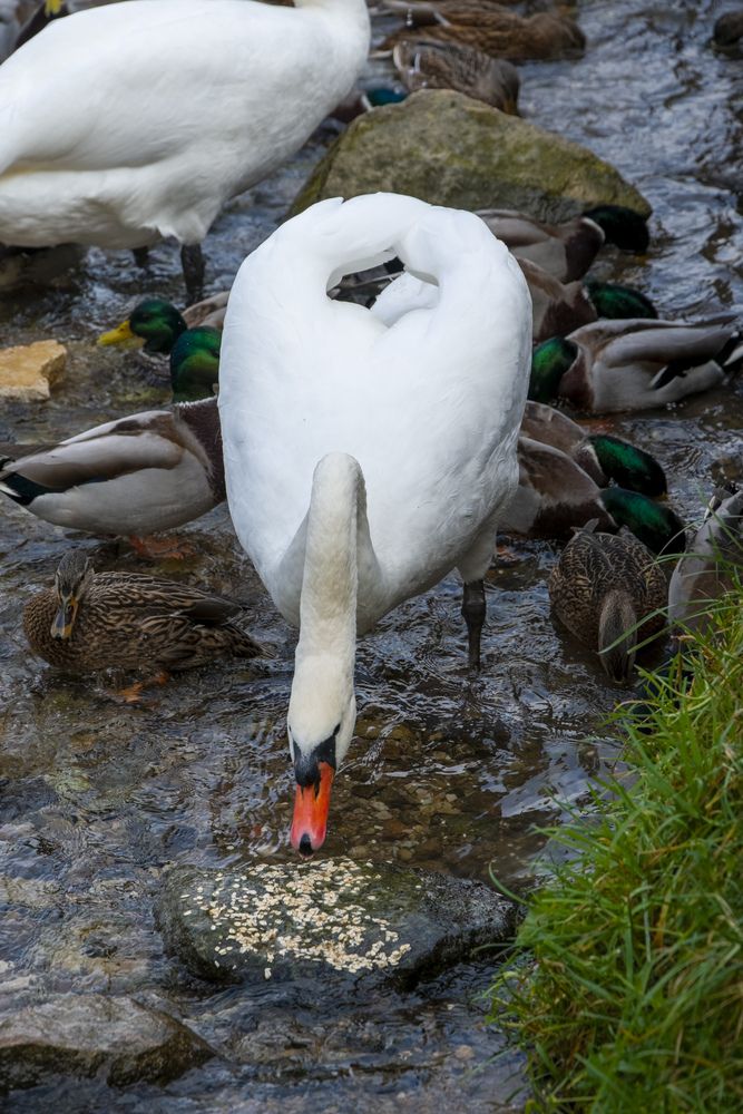 Photograph by Александр Шульга