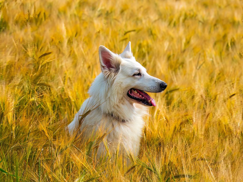 Photograph by Сергей Шишмарин