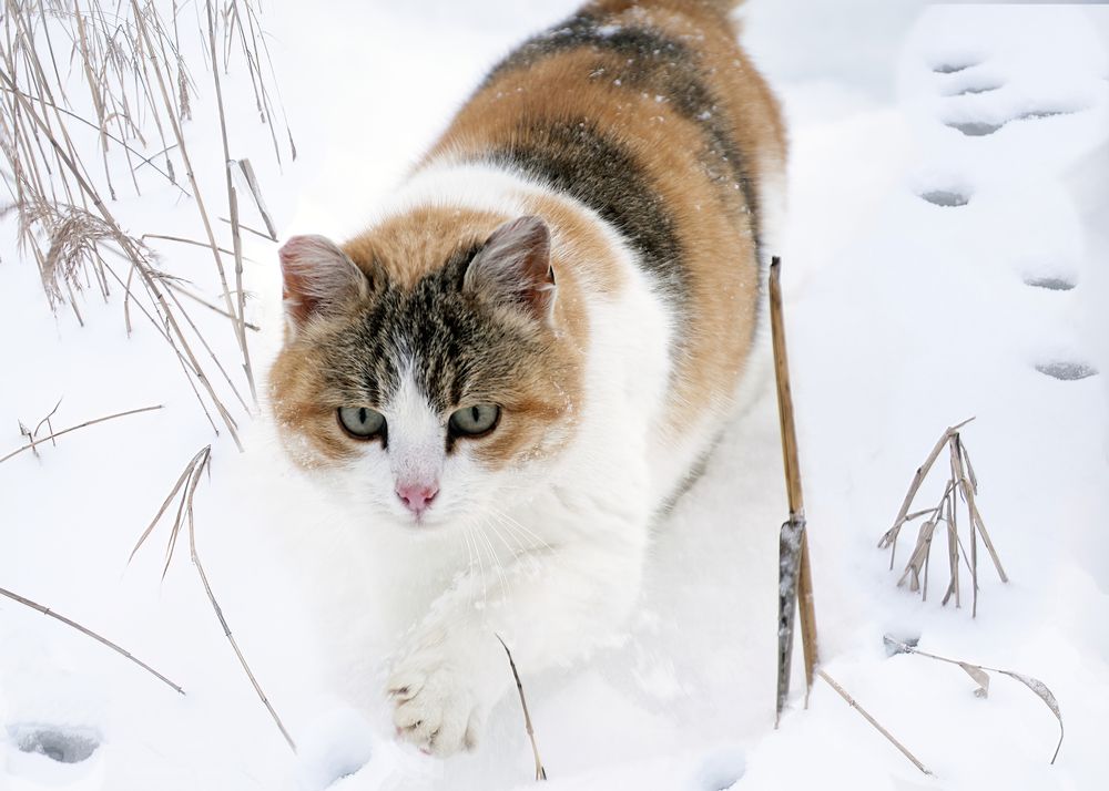 Photograph by Людмила Железнова