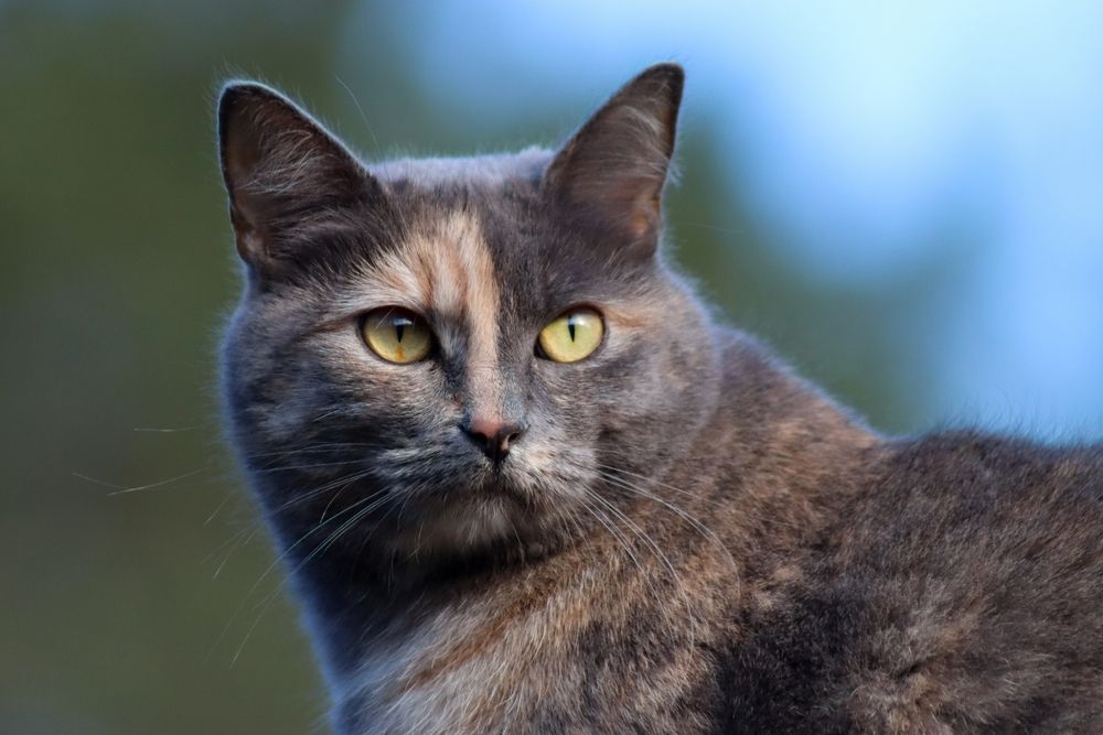 Кошка Мурка