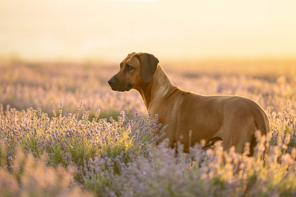 Photograph by Наталья Авдонина
