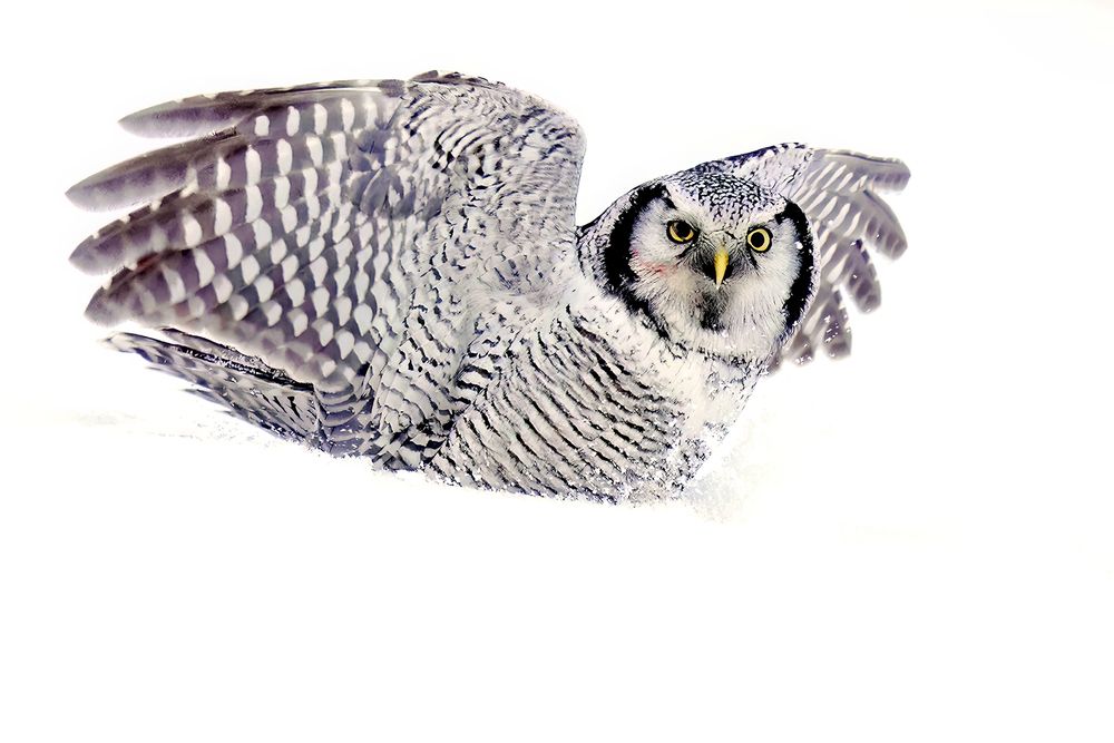 Photograph by Ольга Сизова