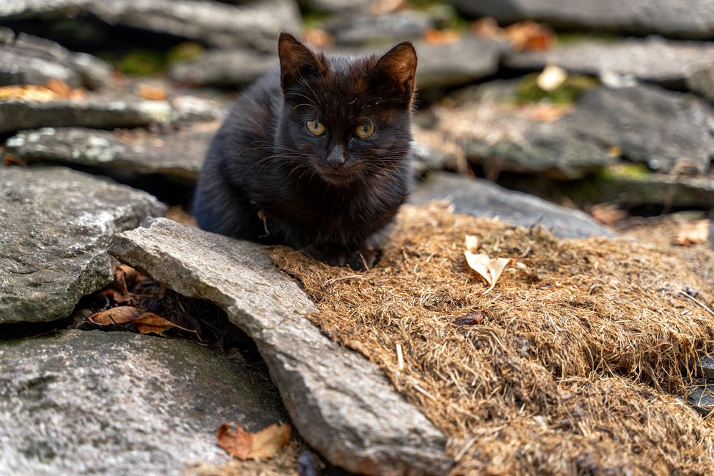 Photograph by Ivanka Iantcheva