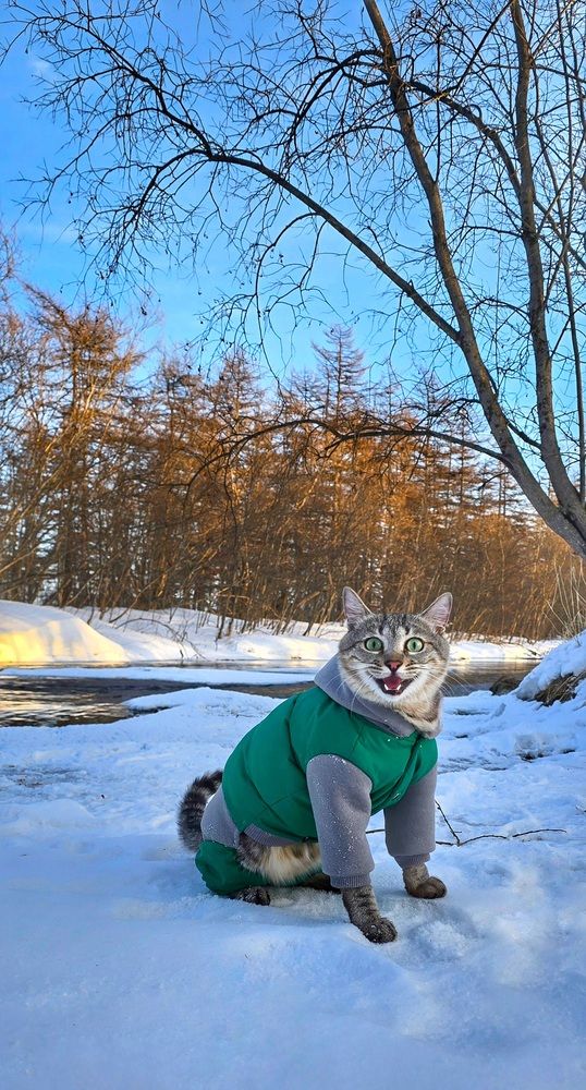 Зимняя прогулка