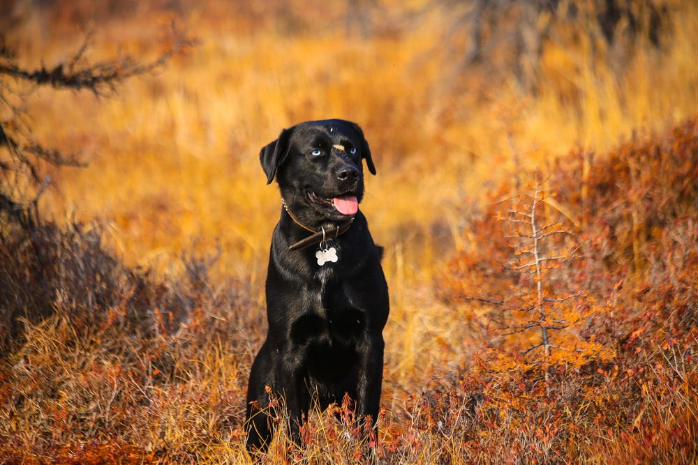 Осенняя прогулка