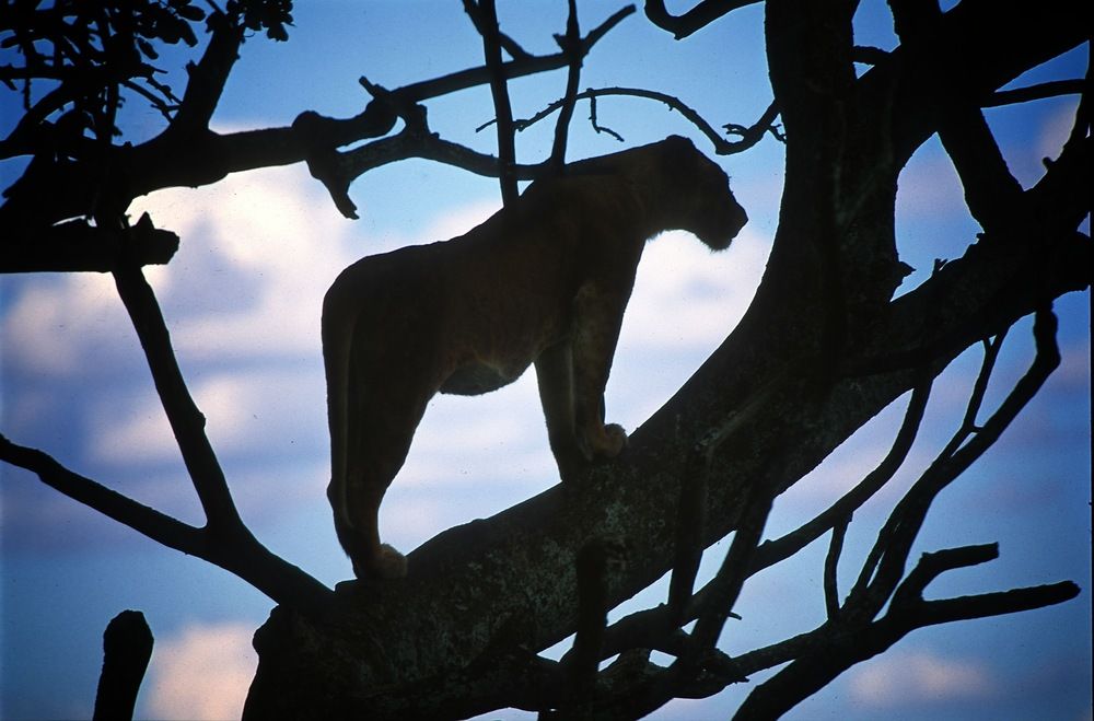 Photograph by Михаил Копанс