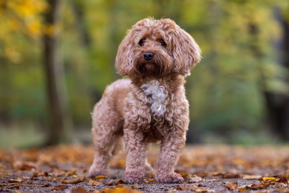 Photograph by Abhishek