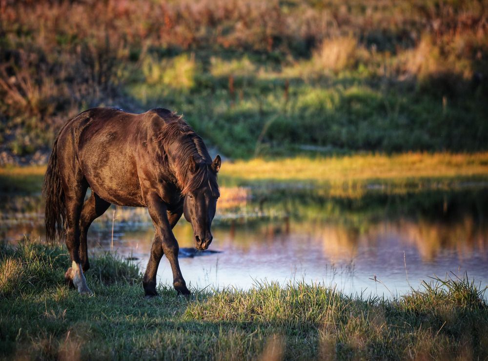 Летним вечером