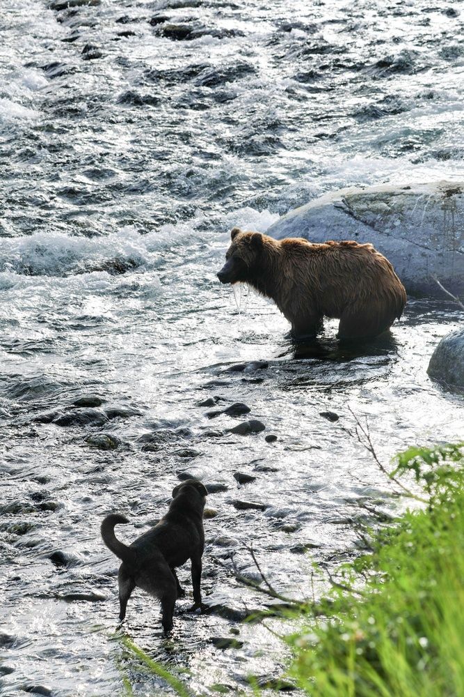 Блэк  нашёл друга