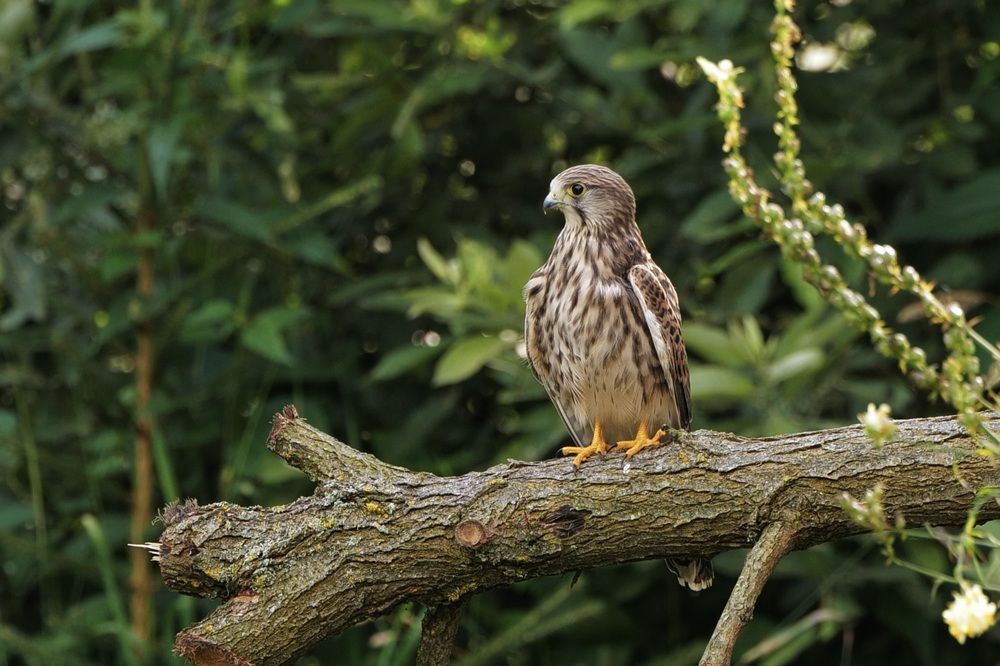 Photograph by Михаил Копанс