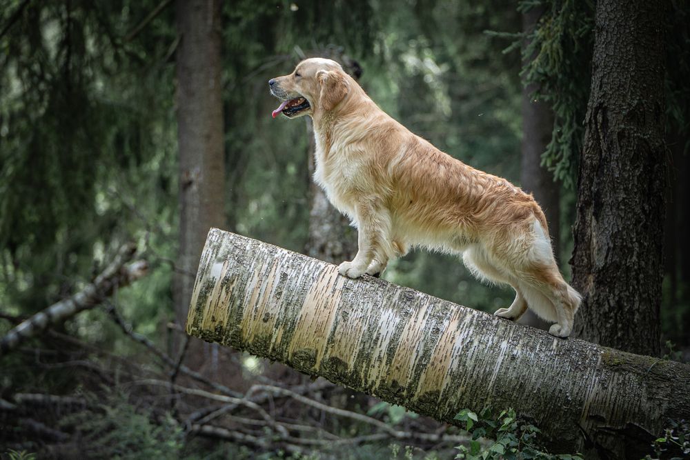 Photograph by Ольга Пачина