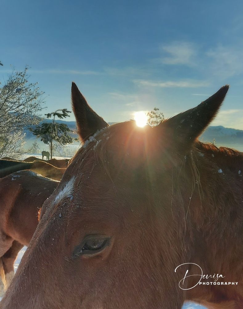 Wild horses in Livno, Bosnia and Herzegovina