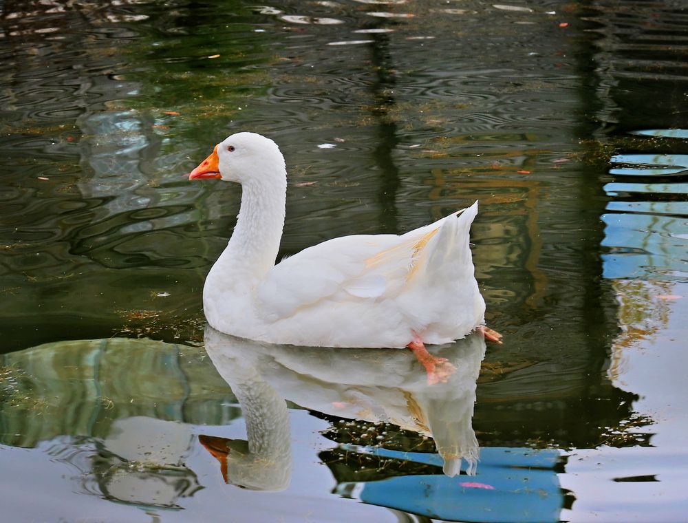 Фотография автора Светлана Бакулина
