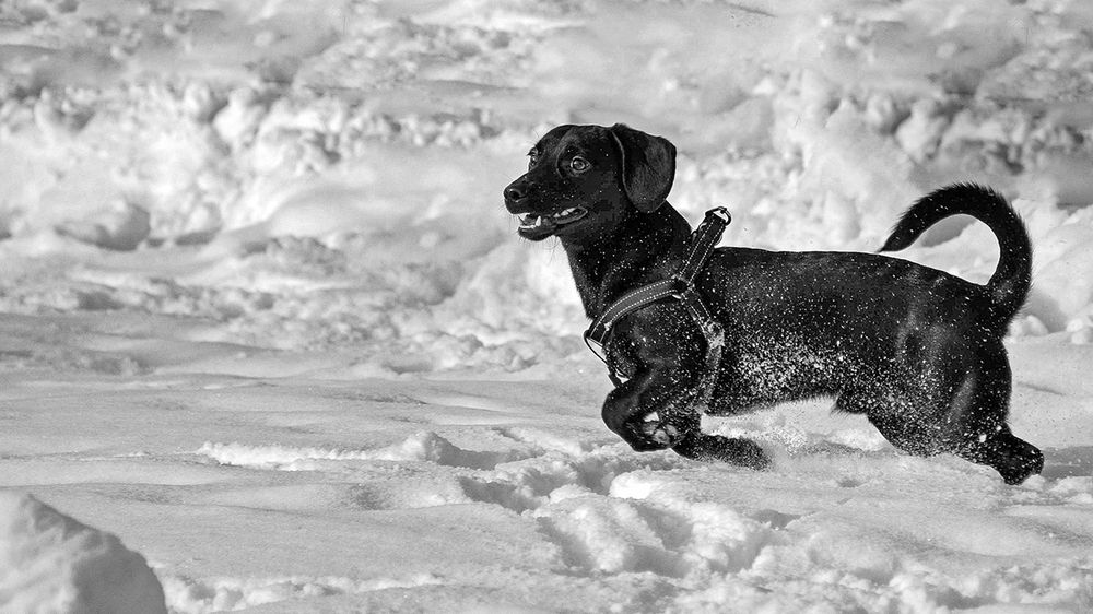 Послушание не его конёк