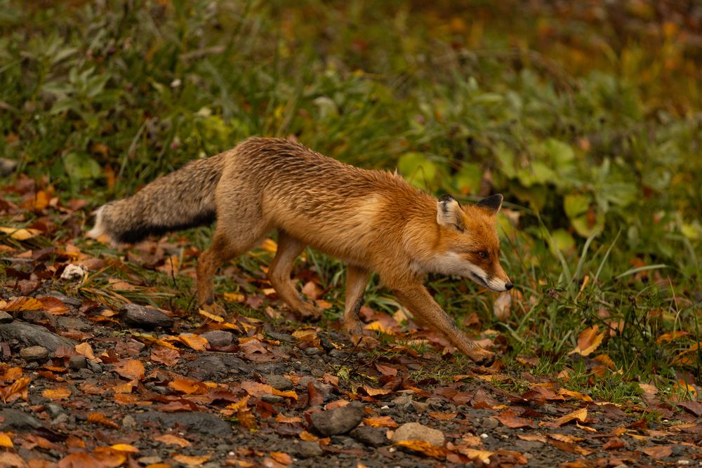 Photograph by Дмитрий Ефимов