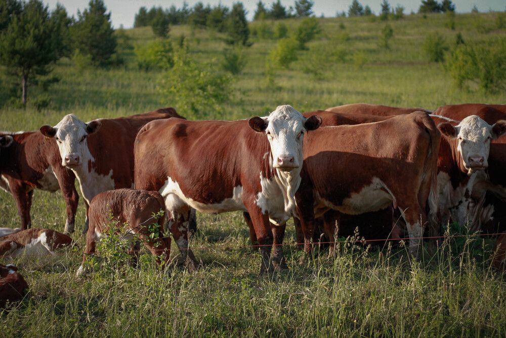 Photograph by Любовь Иванова