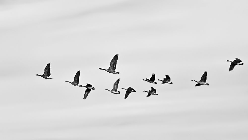 Куда Нильса дели?