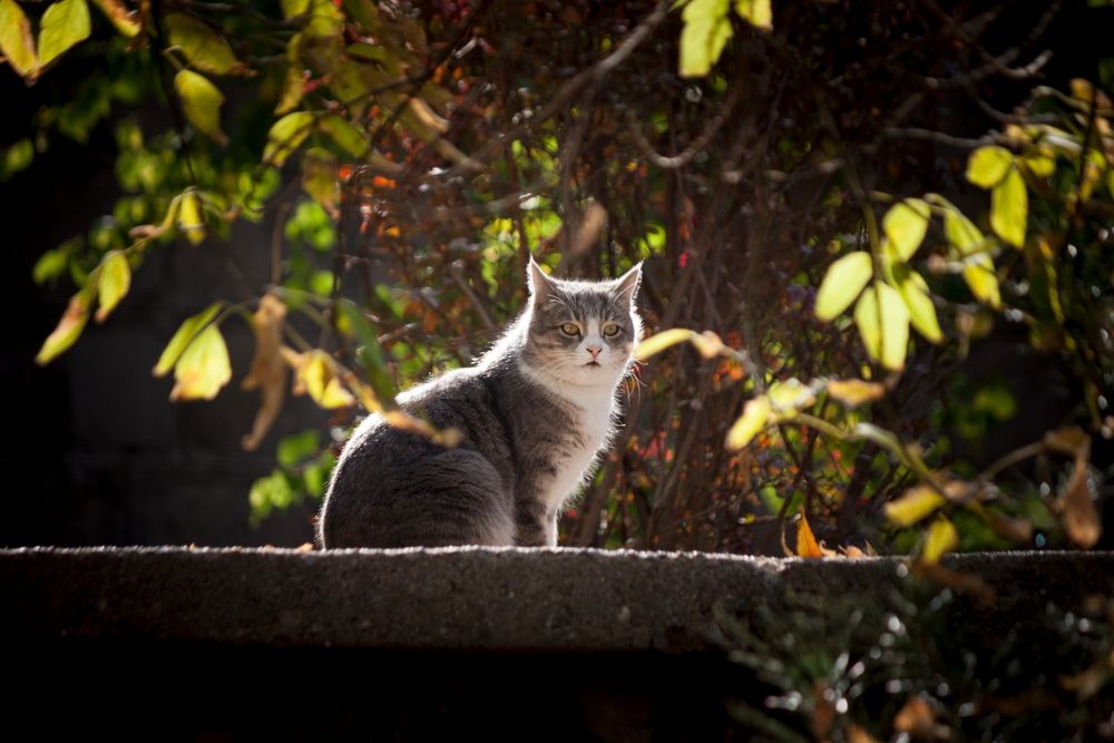Photograph by Mohammad Ghadamkheir