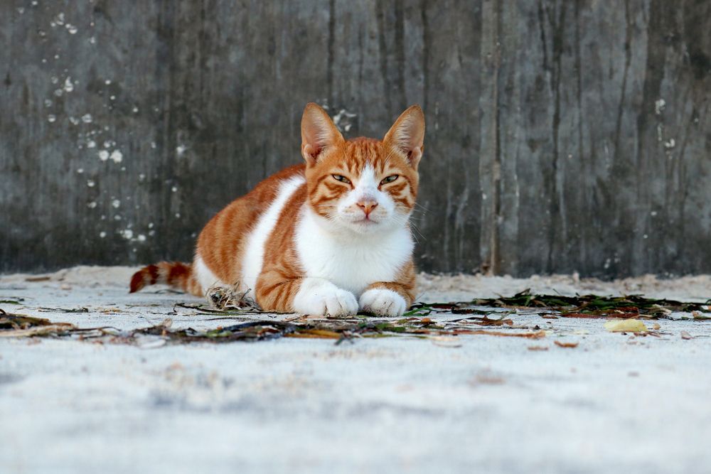 Фотография автора Abdallah Mogy