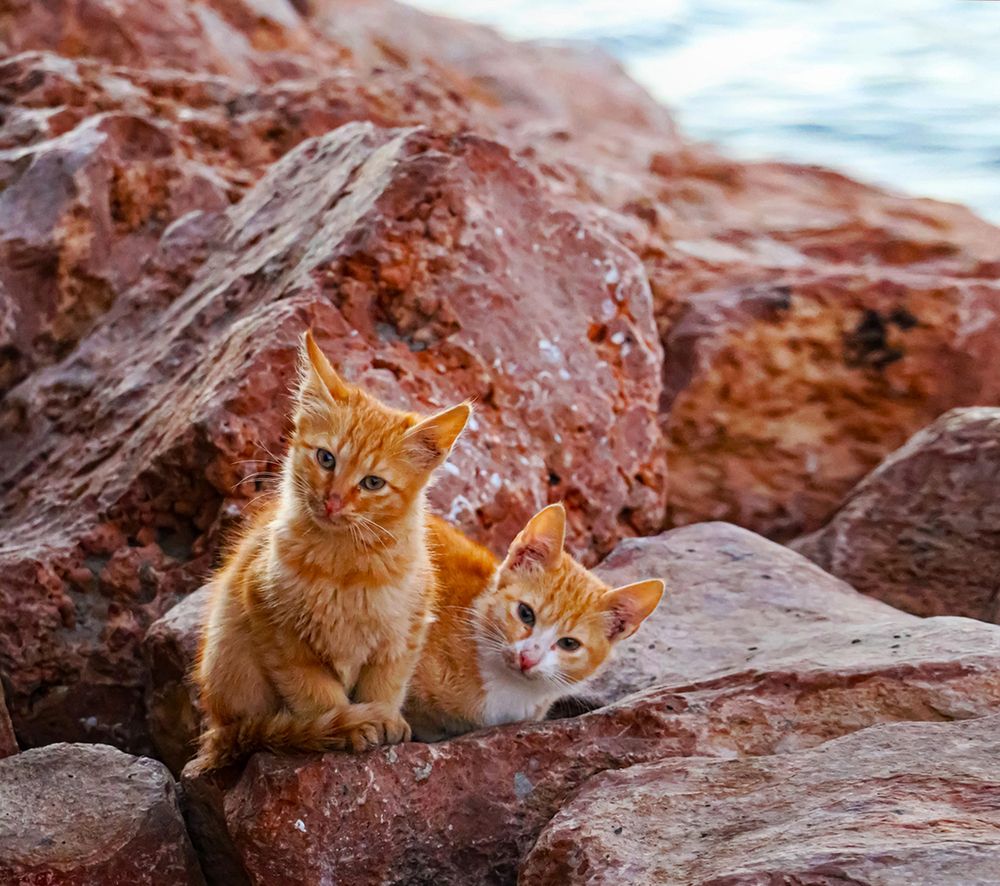 Фотография автора Abdallah Mogy