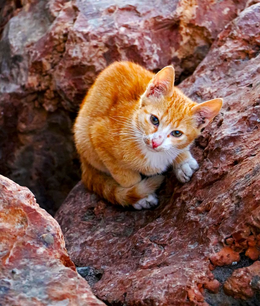 Фотография автора Abdallah Mogy