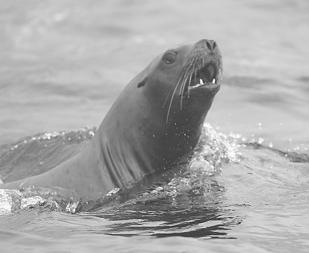 Photograph by Лариса Ким