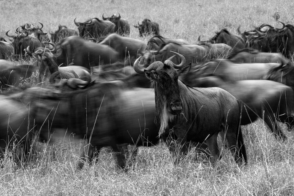 Stillness Amid the Storm