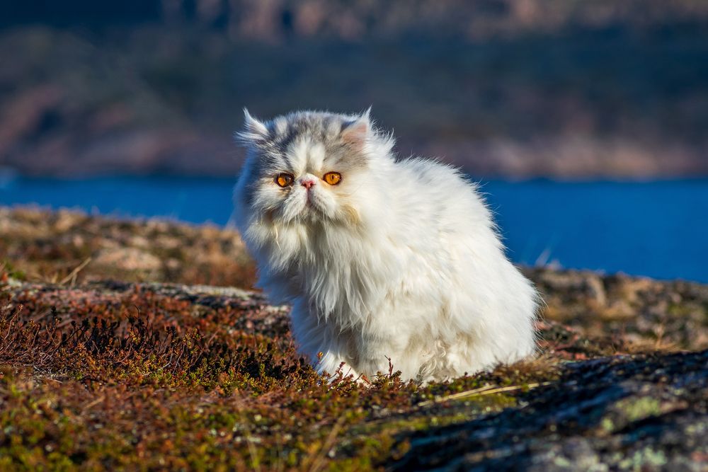 Фотография автора Mika Mgla