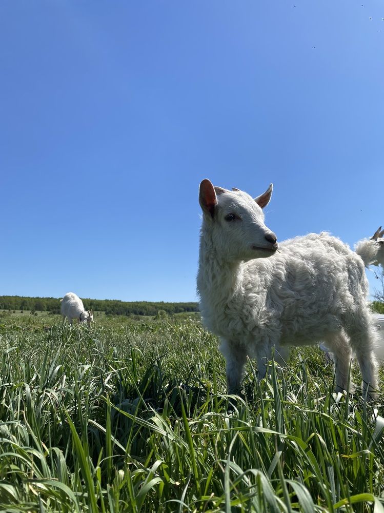 Фотография автора Елена Альмяшева