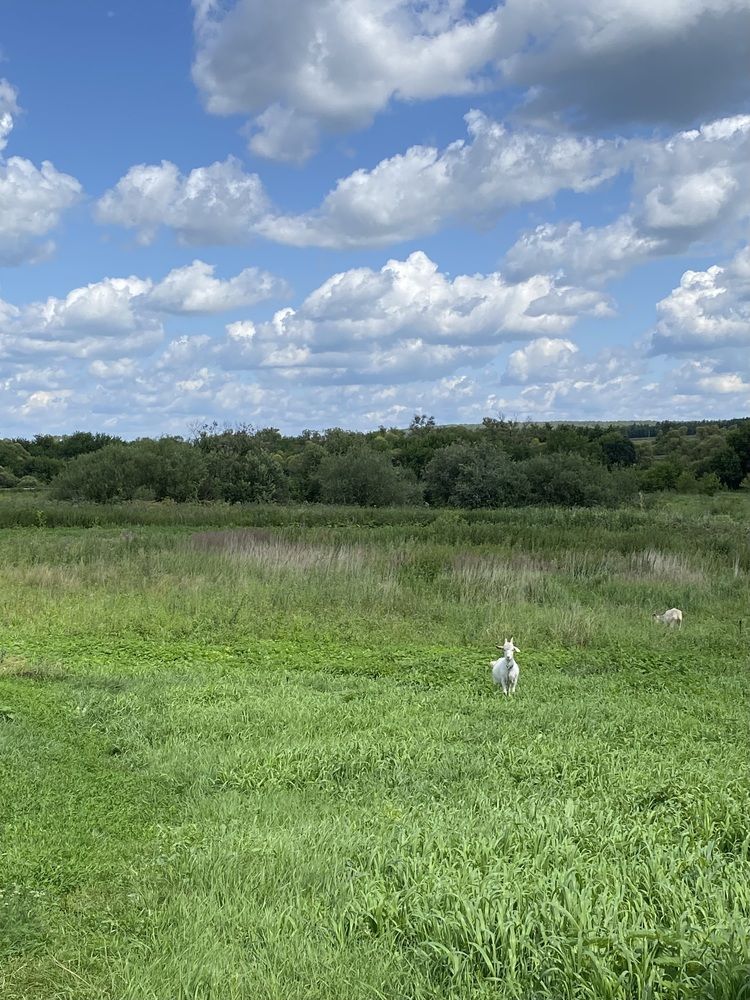 Фотография автора Елена Альмяшева