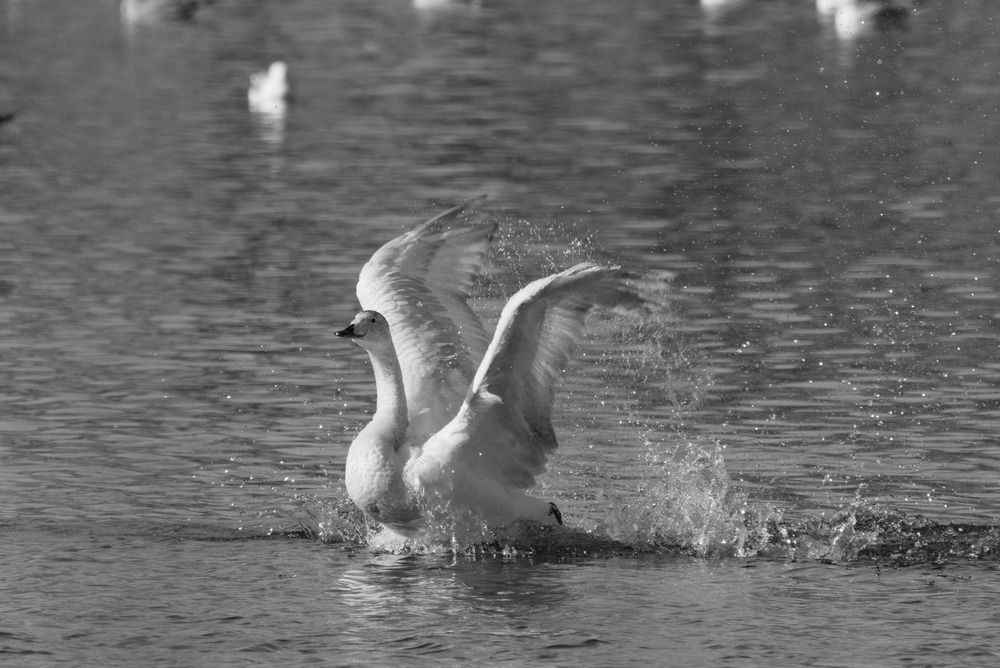 Photograph by Ольга Якубова