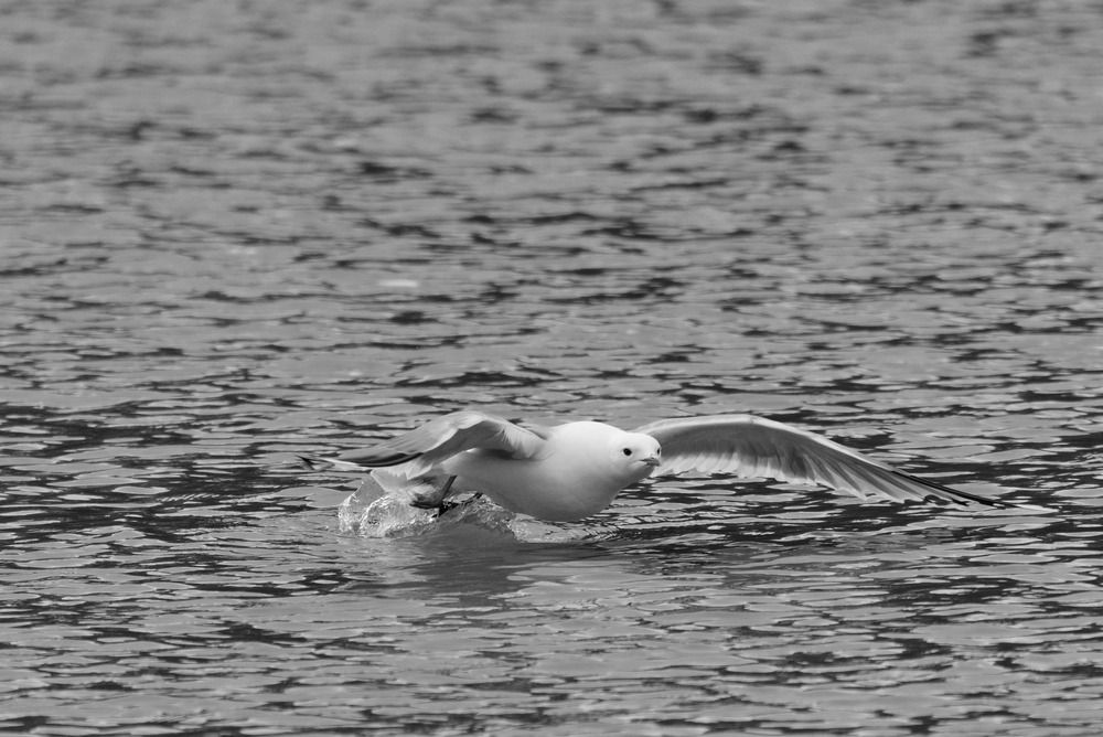 Photograph by Ольга Якубова