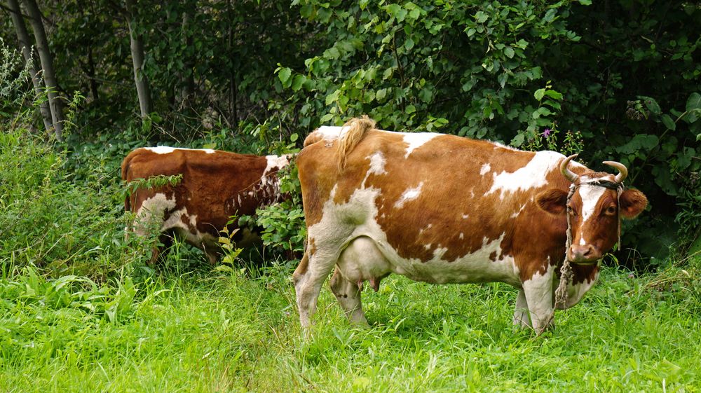 Photograph by Блюмина Елена