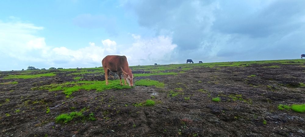 Фотография автора Ranjit pawar