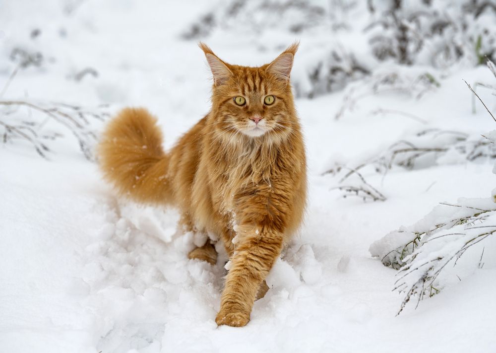 Photograph by NADEZHDA PELYMSKAIA