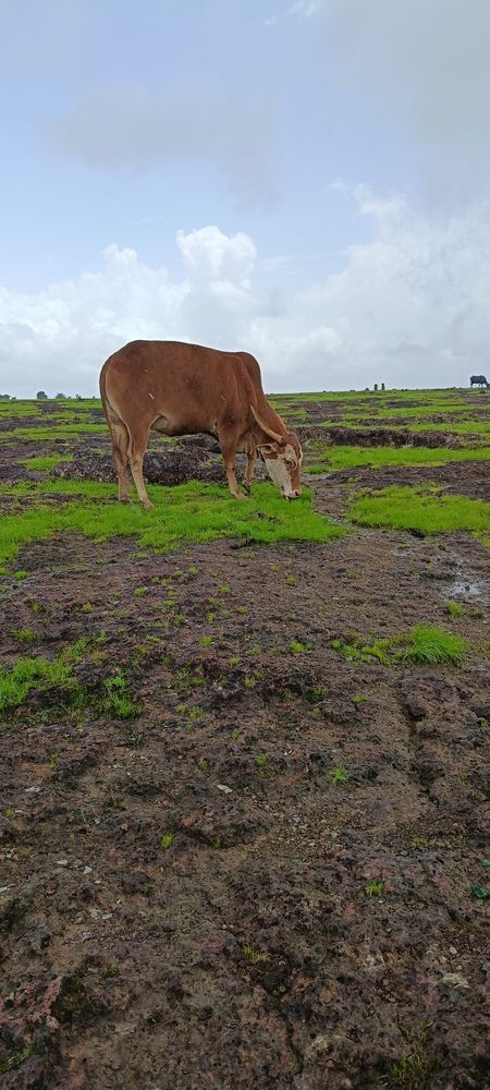 Фотография автора Ranjit pawar