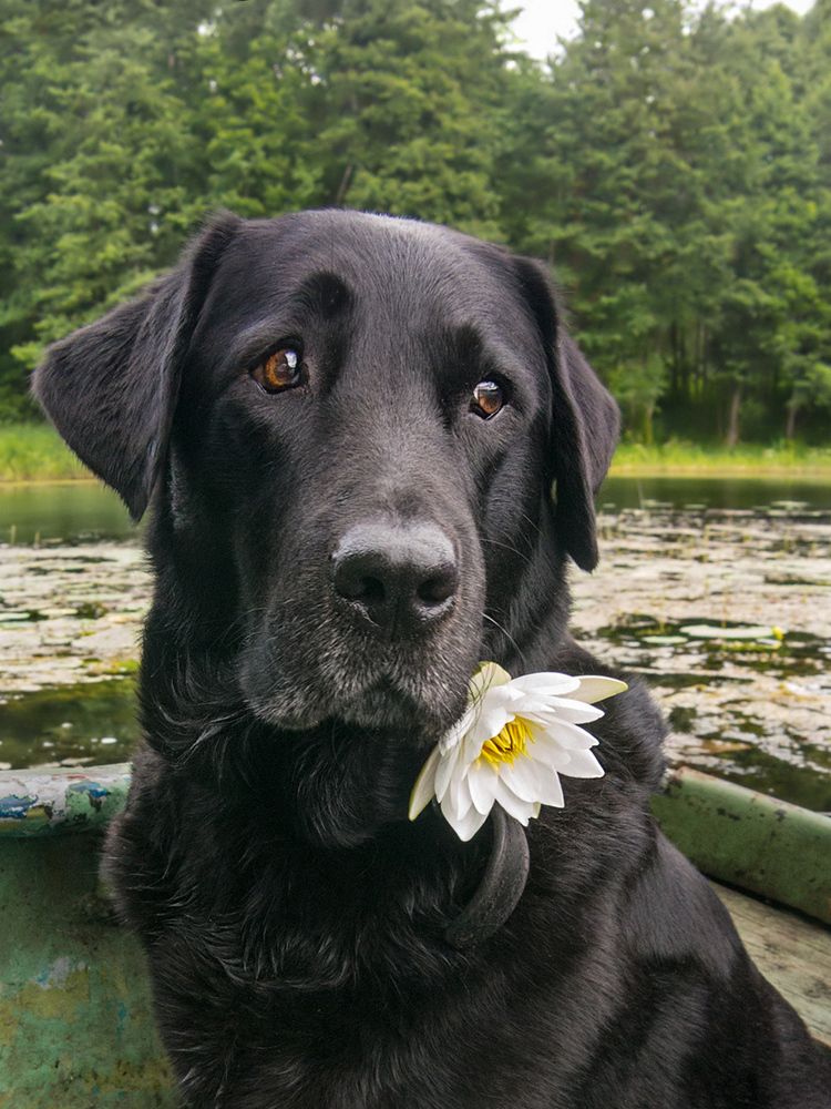 Фотография автора Борис Журавлёв