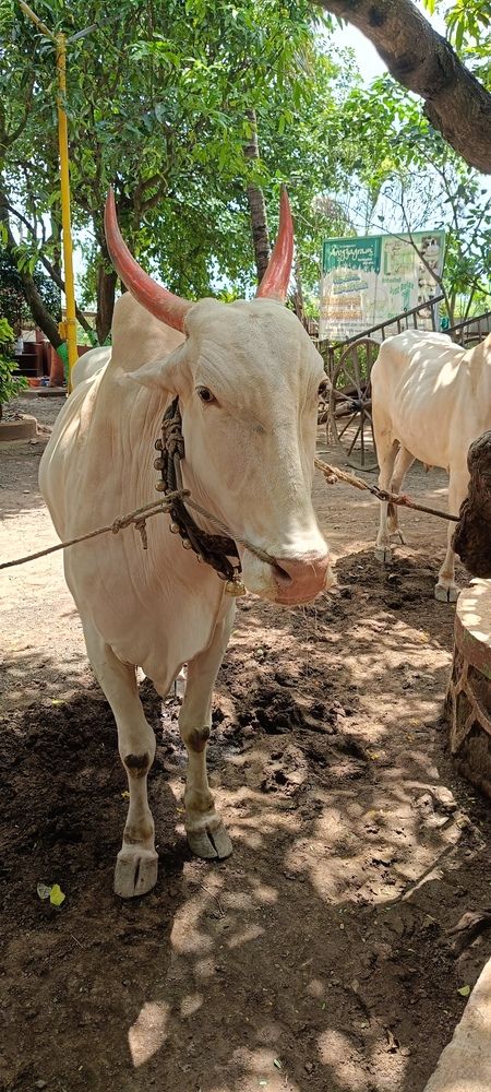 Фотография автора Ranjit pawar