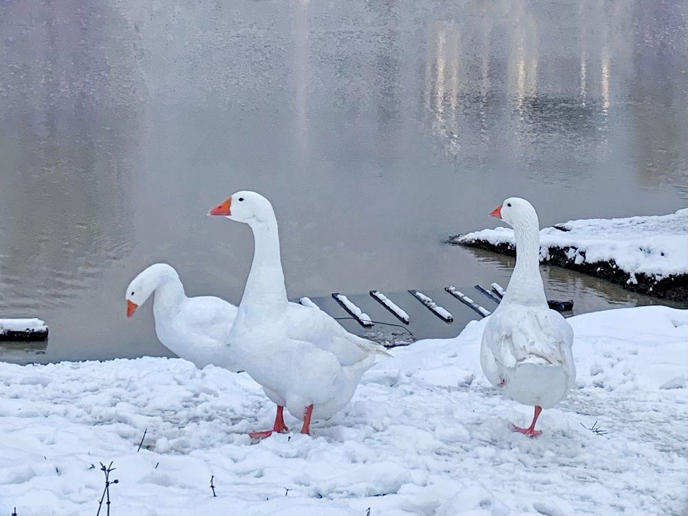 Photograph by Татьяна Семёнова