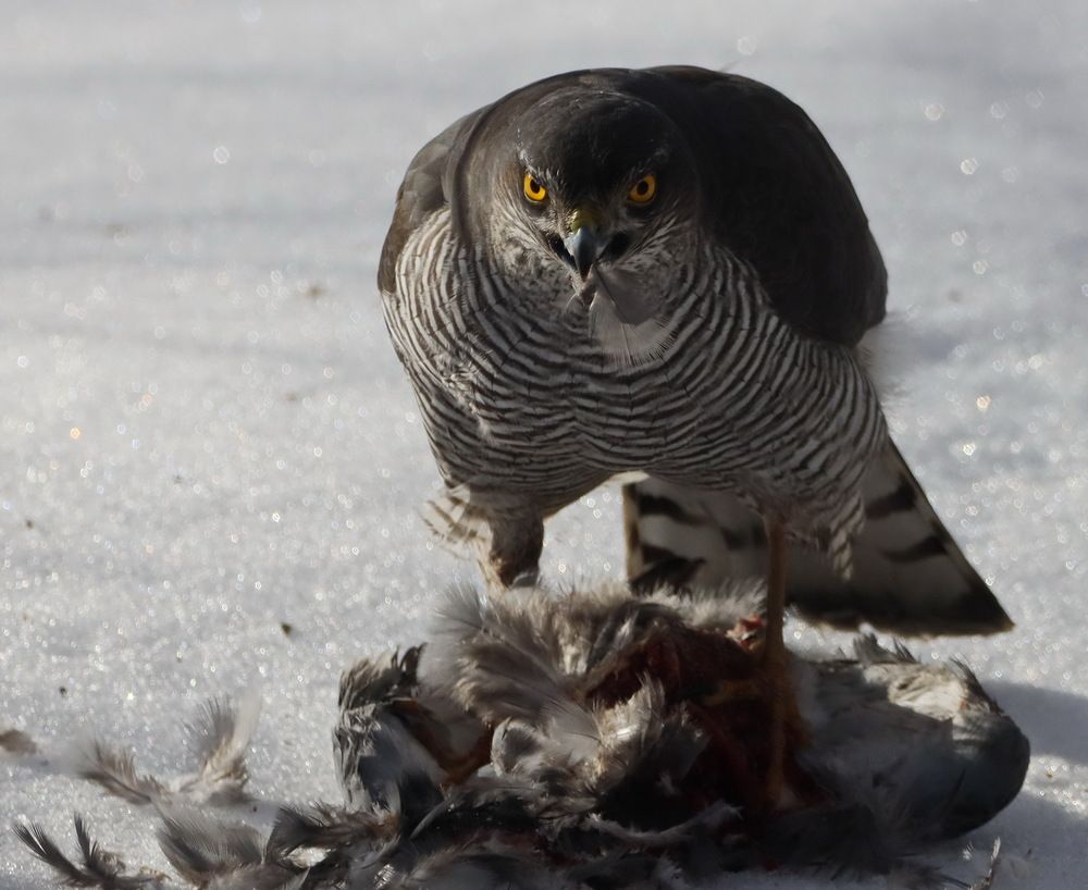 Photograph by Сергей Маслов