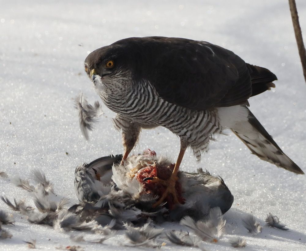 Photograph by Сергей Маслов