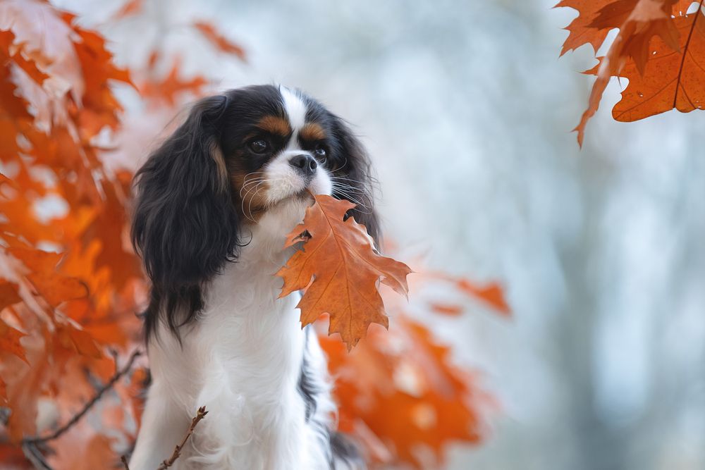 Photograph by Светлана Писарева