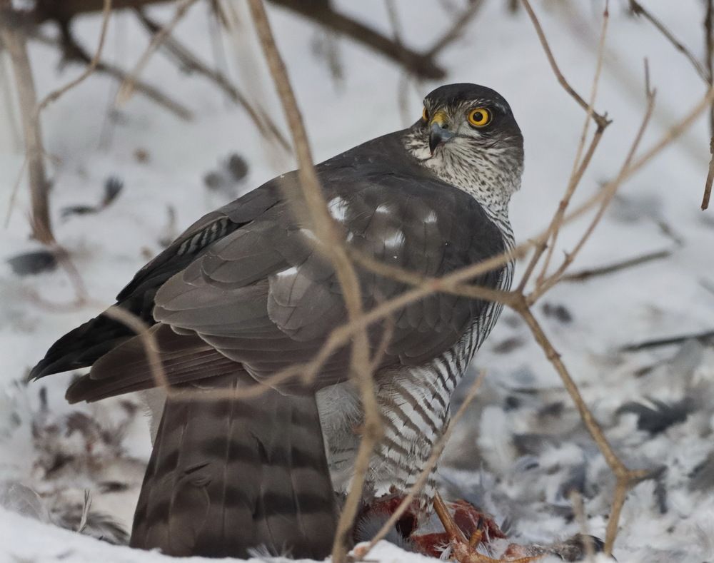 Photograph by Сергей Маслов