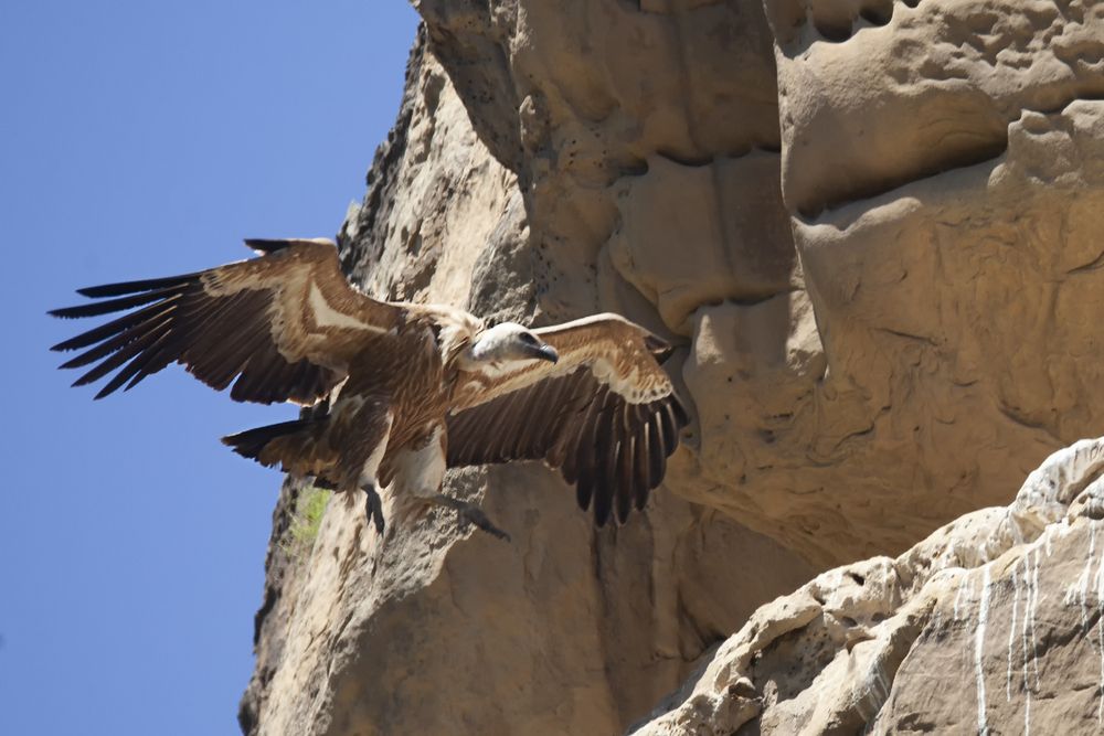 Белоголовый сип у гнезда.